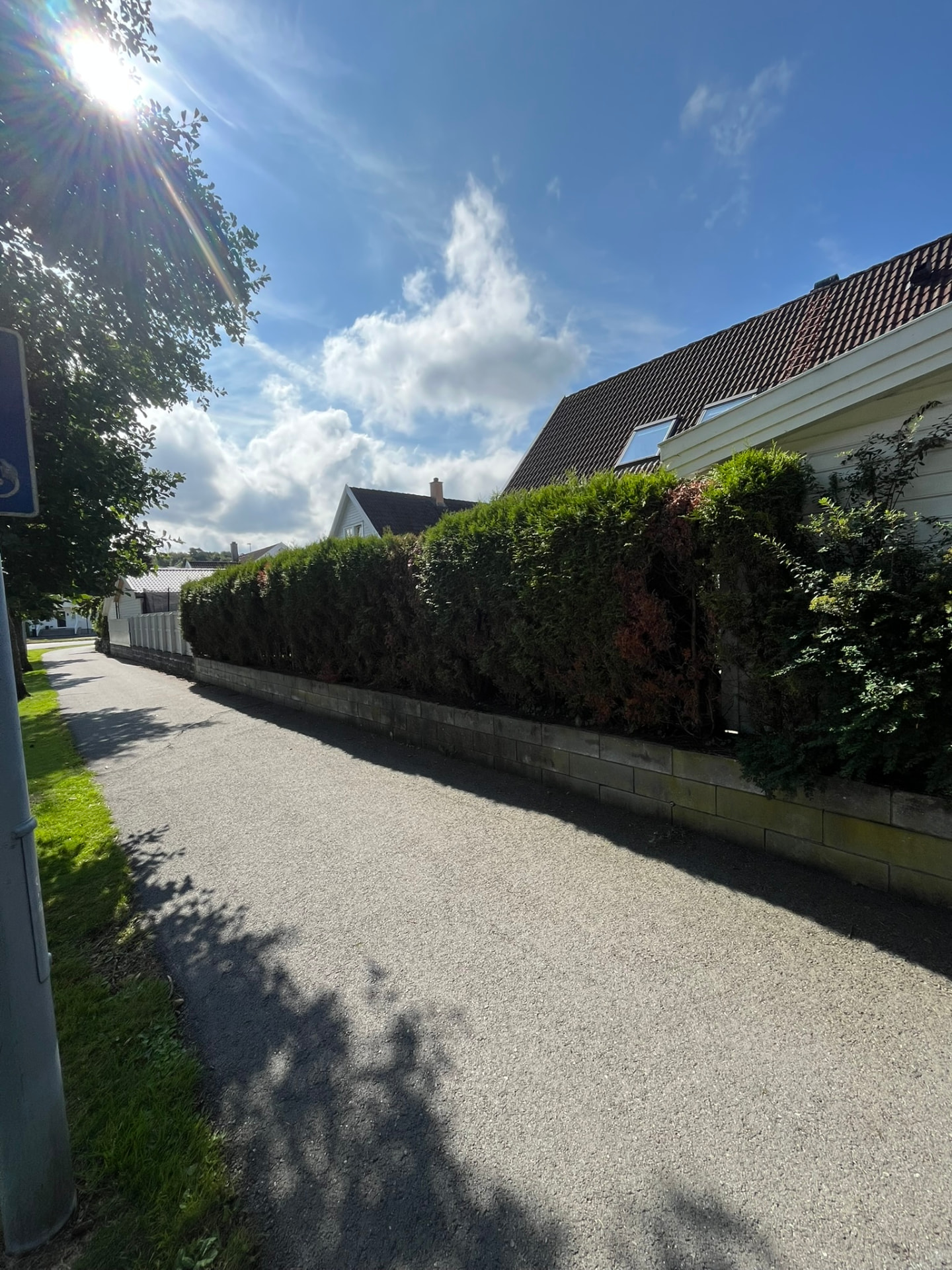 Tujahekken sett fra veien langs den lave betongmuren