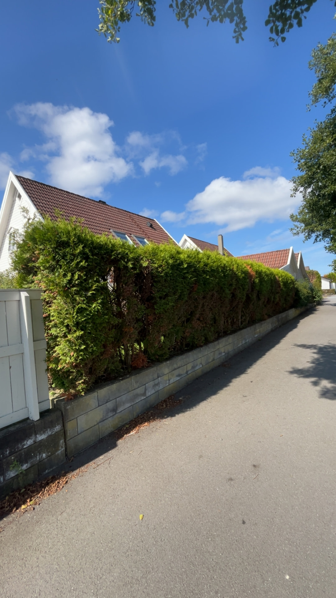 Nærbilde av den høye tujahekken mot blå himmel